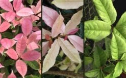 Noble Lady Tea Olive - 7 Gallon Pot (3-4') 9 Noble Lady Tea Olive - 7 Gallon Pot (3-4') -Wilson Bros Gardens osmanthus fragrans quinnan guifei noble lady tea olive 4