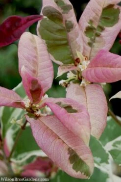 Pink Flush Variegated Tea Olive (Osmanthus Fragrans 'Yinbi Shuanghui') - 2 Gallon Pot 13 Pink Flush Variegated Tea Olive (Osmanthus Fragrans 'Yinbi Shuanghui') - 2 Gallon Pot -Wilson Bros Gardens osmanthus frangrans yinbi shuangui variegated tea olive 10