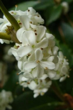 Fruitland's Fortune Tea Olive Single Trunk Tree - 7 Gallon Pot (4-5') -Wilson Bros Gardens osmanthus fruitlands fortune tea olive 3