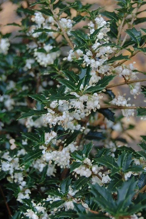 Party Princess 'Kaori Hime' Tea Olive - 7 Gallon Pot (2-3') 3 Party Princess 'Kaori Hime' Tea Olive - 7 Gallon Pot (2-3')