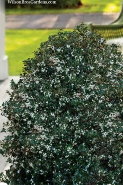Party Princess 'Kaori Hime' Tea Olive - 7 Gallon Pot (2-3') 13 Party Princess 'Kaori Hime' Tea Olive - 7 Gallon Pot (2-3') -Wilson Bros Gardens osmanthus heterophyllus kaori hime party princess tea olive 14 1