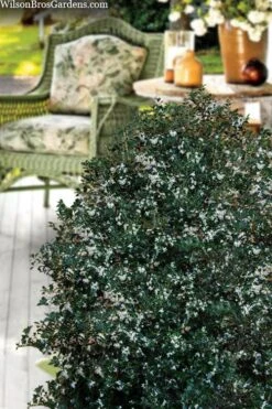 Party Princess 'Kaori Hime' Tea Olive - 7 Gallon Pot (2-3') 14 Party Princess 'Kaori Hime' Tea Olive - 7 Gallon Pot (2-3') -Wilson Bros Gardens osmanthus heterophyllus kaori hime party princess tea olive 15 1