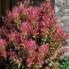 Party Lights Pink Flush Tea Olive - Osmanthus Heterophyllus - 5 Gallon Pot -Wilson Bros Gardens osmanthus heterophyllus party lights tea olive 102