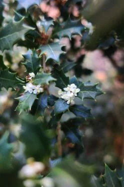 Party Princess 'Kaori Hime' Tea Olive - 7 Gallon Pot (2-3') 12 Party Princess 'Kaori Hime' Tea Olive - 7 Gallon Pot (2-3') -Wilson Bros Gardens osmanthus kaori hime party princess tea olive 1 1