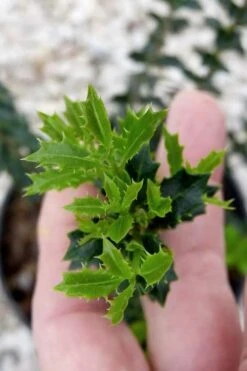 Party Princess 'Kaori Hime' Tea Olive - 7 Gallon Pot (2-3') 15 Party Princess 'Kaori Hime' Tea Olive - 7 Gallon Pot (2-3') -Wilson Bros Gardens osmanthus kaori hime party princess tea olive 2 1