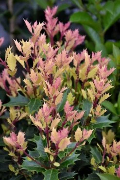 Party Lights Pink Flush Tea Olive - Osmanthus Heterophyllus - 5 Gallon Pot -Wilson Bros Gardens osmanthus party lights 500x750 1