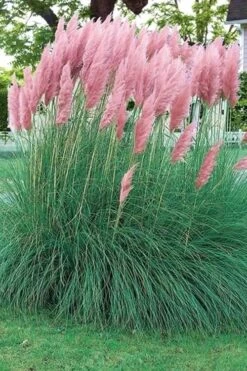 Pink Pampas Grass - 6 Pack Of 1 Gallon Pots -Wilson Bros Gardens pampas grass pink 5