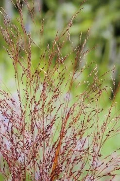 Squaw Switch Grass (Panicum Virgatum) - 1 Gallon Pot -Wilson Bros Gardens panicum virgatum squaw switch grass 4