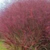 Squaw Switch Grass (Panicum Virgatum) - 1 Gallon Pot -Wilson Bros Gardens panicum virgatum squaw switch grass 8