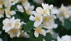Sweet Mock Orange (Philadelphus Coronarius) - 3 Gallon Pot -Wilson Bros Gardens philadelphus coronarius mock orange 3