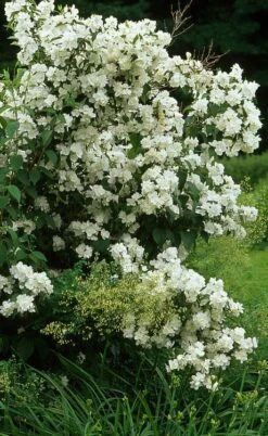 Sweet Mock Orange (Philadelphus Coronarius) - 3 Gallon Pot -Wilson Bros Gardens philadelphus coronarius mock orange 4