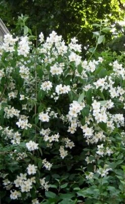 Sweet Mock Orange (Philadelphus Coronarius) - 3 Gallon Pot -Wilson Bros Gardens philadelphus coronarius mock orange 5