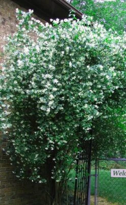 Sweet Mock Orange (Philadelphus Coronarius) - 3 Gallon Pot -Wilson Bros Gardens philadelphus coronarius mock orange 6