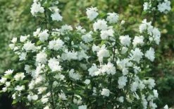 Illuminati Arch Mock Orange (Philadelphus Coronarius) - 3 Gallon Pot -Wilson Bros Gardens philadelphus illuminati arch mock orange 4