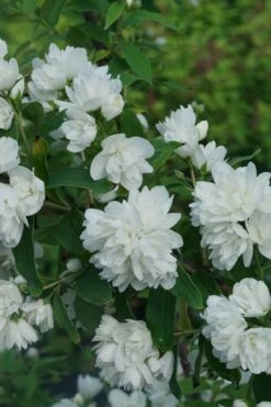 Illuminati Arch Mock Orange (Philadelphus Coronarius) - 3 Gallon Pot