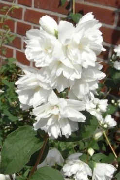 Minnesota Snowflake Mock Orange (Philadelphus) - 1 Gallon Pot -Wilson Bros Gardens philadelphus minnesota snowflake mock orange 4