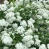 Minnesota Snowflake Mock Orange (Philadelphus) - 1 Gallon Pot -Wilson Bros Gardens philadelphus minnesota snowflake mock orange 7