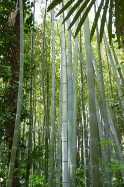 Moso Giant Bamboo (Phyllostachys Edulis 'Moso') - 3 Gallon Pot (2-4') -Wilson Bros Gardens phyllostachys edulis moso giant timber bamboo 105