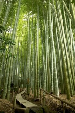 Moso Giant Bamboo (Phyllostachys Edulis 'Moso') - 3 Gallon Pot (2-4') -Wilson Bros Gardens phyllostachys edulis moso giant timber bamboo 106