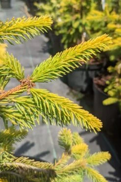 Gold Drift Weeping Norway Spruce (Picea Abies) - 6 Gallon Pot 9 Gold Drift Weeping Norway Spruce (Picea Abies) - 6 Gallon Pot -Wilson Bros Gardens picea abies gold drift norway spruce 3