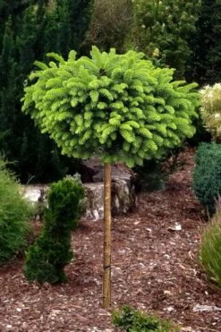 Little Gem Dwarf Norway Spruce Tree (Single Trunk) - 2 Gallon Pot 10 Little Gem Dwarf Norway Spruce Tree (Single Trunk) - 2 Gallon Pot -Wilson Bros Gardens picea abies little gem dwarf norway spruce tree 1