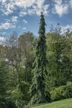 Weeping White Spruce (Picea Glauca 'Pendula') - 5 Gallon Pot 16 Weeping White Spruce (Picea Glauca 'Pendula') - 5 Gallon Pot -Wilson Bros Gardens picea glauca pendula weeping white spruce 21
