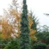 Weeping White Spruce (Picea Glauca 'Pendula') - 5 Gallon Pot -Wilson Bros Gardens picea glauca pendula weeping white spruce 30