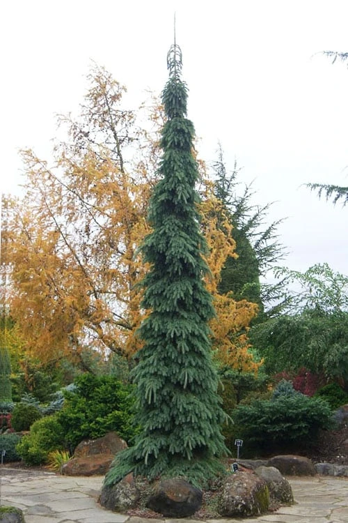 Weeping White Spruce (Picea Glauca 'Pendula') - 5 Gallon Pot 3 Weeping White Spruce (Picea Glauca 'Pendula') - 5 Gallon Pot