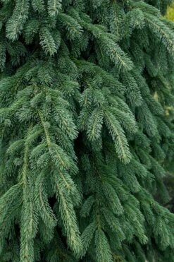 Weeping White Spruce (Picea Glauca 'Pendula') - 5 Gallon Pot 13 Weeping White Spruce (Picea Glauca 'Pendula') - 5 Gallon Pot -Wilson Bros Gardens picea glauca pendula weeping white spruce 4