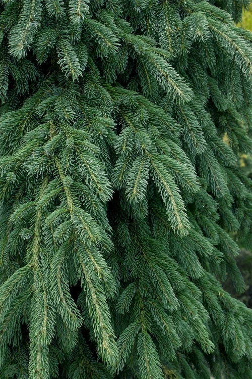 Weeping White Spruce (Picea Glauca 'Pendula') - 5 Gallon Pot 6 Weeping White Spruce (Picea Glauca 'Pendula') - 5 Gallon Pot - Image 4