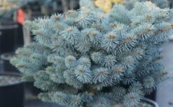 Dwarf Globe Blue Spruce Topiary Tree (Picea Pungens 'Globosa') - 5 Gallon Pot 11 Dwarf Globe Blue Spruce Topiary Tree (Picea Pungens 'Globosa') - 5 Gallon Pot -Wilson Bros Gardens picea pungens globosa dwarf globe blue spruce 2