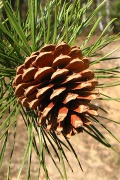 Pitch Pine Tree (Pinus Rigida) - 3 Gallon Pot -Wilson Bros Gardens pinus rigida pitch pine 6