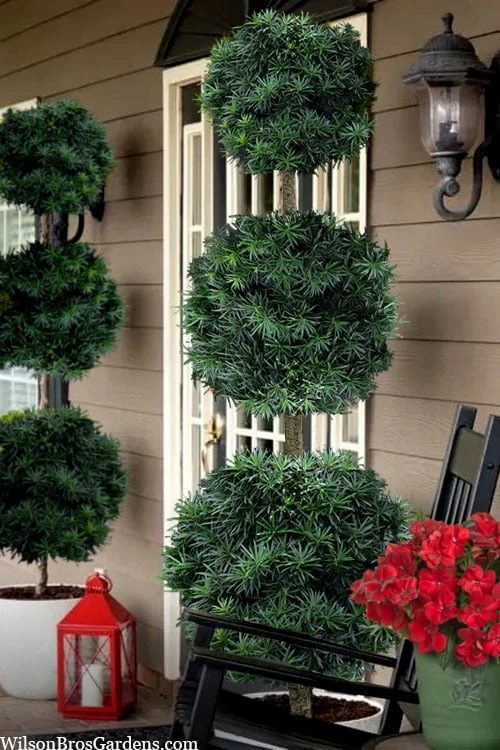 Maki Podocarpus Yew 3-Ball Poodle Tier Topiary - 7 Gallon Pot (4-5') 3 Maki Podocarpus Yew 3-Ball Poodle Tier Topiary - 7 Gallon Pot (4-5')