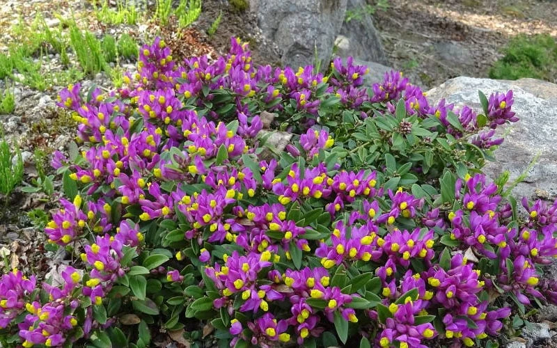 Rhodoptera Chapparal Pea (Polygala Chamaebuxus) - 1 Gallon Pot 7 Rhodoptera Chapparal Pea (Polygala Chamaebuxus) - 1 Gallon Pot - Image 5