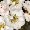Fragrant Snow Japanese Flowering Apricot (Prunus Mume) - 2 Gallon Pot -Wilson Bros Gardens prunus mume fragrant snow japanese flowering apricot 10