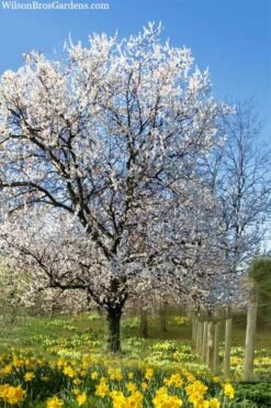 Fragrant Snow Japanese Flowering Apricot (Prunus Mume) - 2 Gallon Pot -Wilson Bros Gardens prunus mume fragrant snow japanese flowering apricot 7