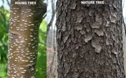 Wild Black Cherry Tree - 3 Pack Of 1.5 Quart Pots -Wilson Bros Gardens prunus serotina wild black cherry tree 10