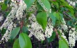 Wild Black Cherry Tree - 3 Pack Of 1.5 Quart Pots -Wilson Bros Gardens prunus serotina wild black cherry tree 8