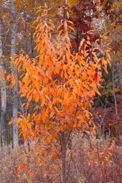 Wild Black Cherry Tree - 3 Pack Of 1.5 Quart Pots -Wilson Bros Gardens prunus serotina wild black cherry tree 9