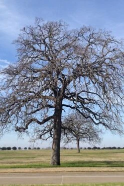 Post Oak Tree (Quercus Palustris) - 3 Gallon Pot -Wilson Bros Gardens quercus stellata post oak tree 2