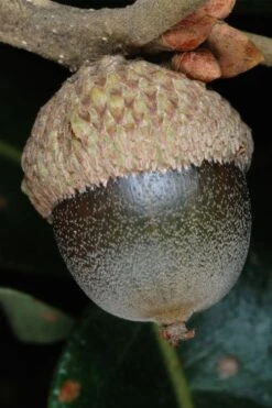 Post Oak Tree (Quercus Palustris) - 3 Gallon Pot -Wilson Bros Gardens quercus stellata post oak tree 3