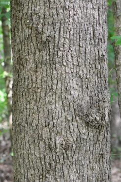 Post Oak Tree (Quercus Palustris) - 3 Gallon Pot -Wilson Bros Gardens quercus stellata post oak tree 4