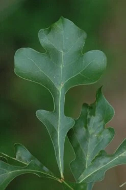 Post Oak Tree (Quercus Palustris) - 3 Gallon Pot -Wilson Bros Gardens quercus stellata post oak tree 5