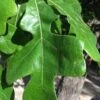 Post Oak Tree (Quercus Palustris) - 3 Gallon Pot 1 Post Oak Tree (Quercus Palustris) - 3 Gallon Pot -Wilson Bros Gardens quercus stellata post oak tree 6