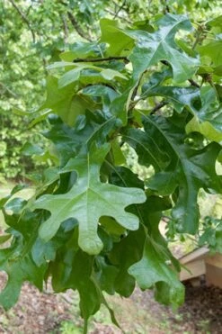 Post Oak Tree (Quercus Palustris) - 3 Gallon Pot -Wilson Bros Gardens quercus stellata post oak tree 7
