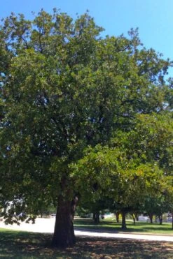 Post Oak Tree (Quercus Palustris) - 3 Gallon Pot -Wilson Bros Gardens quercus stellata post oak tree 8