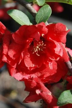 Iwai Nishiki Red Flowering Quince - 1 Gallon Pot -Wilson Bros Gardens quince iwai nishiki