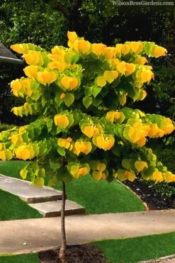 The Rising Sun Redbud Tree - 3 Gallon Pot 13 The Rising Sun Redbud Tree - 3 Gallon Pot -Wilson Bros Gardens redbud rising sun 52 1