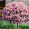 Rosalinda Indian Hawthorn Single Trunk Tree - 7 Gallon Pot (6-7') 2 Rosalinda Indian Hawthorn Single Trunk Tree - 7 Gallon Pot (6-7') -Wilson Bros Gardens rhaphiolepis rosalind majestic beauty indian hawthorn tree 10
