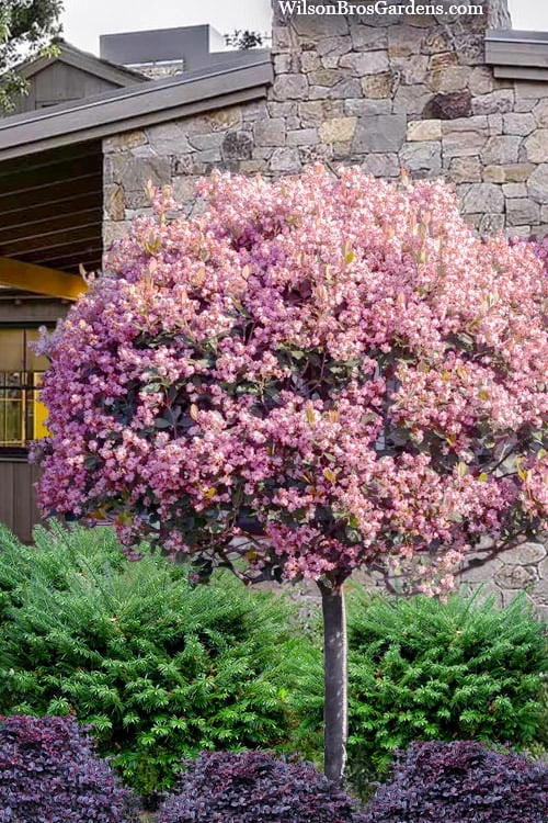 Rosalinda Indian Hawthorn Single Trunk Tree - 7 Gallon Pot (6-7') 3 Rosalinda Indian Hawthorn Single Trunk Tree - 7 Gallon Pot (6-7')